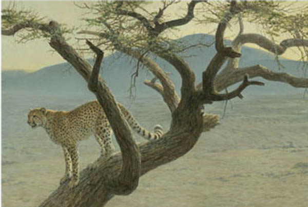 Robert Bateman Lewa Cheetah